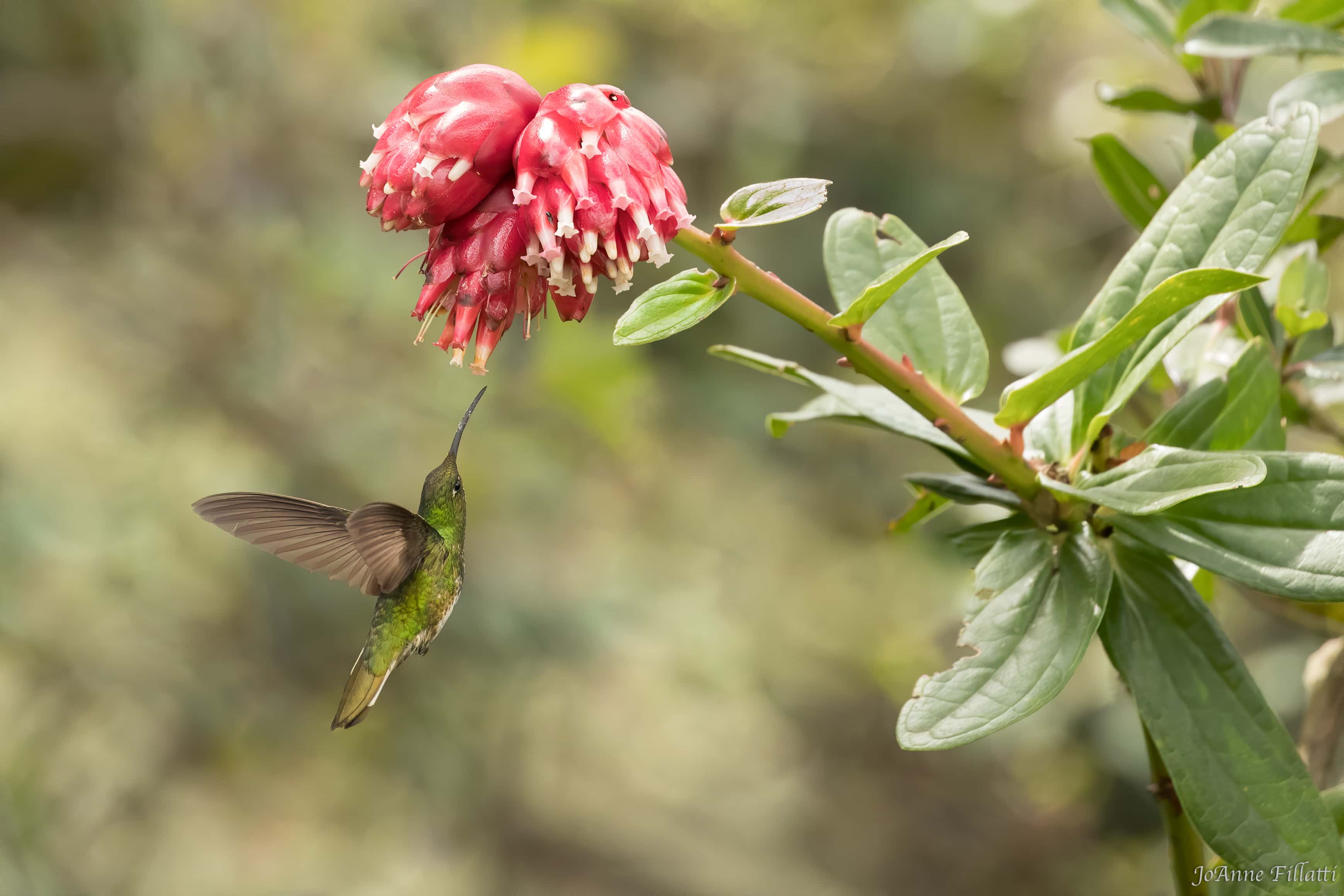 bird of colombia image 17